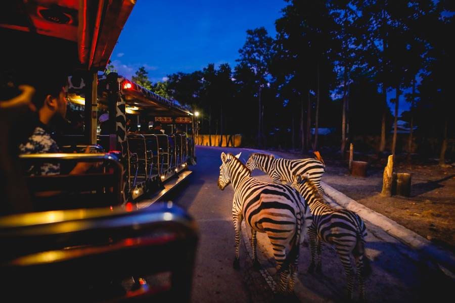 Chiang_Mai_Chiang_Mai_Night_Safari_1