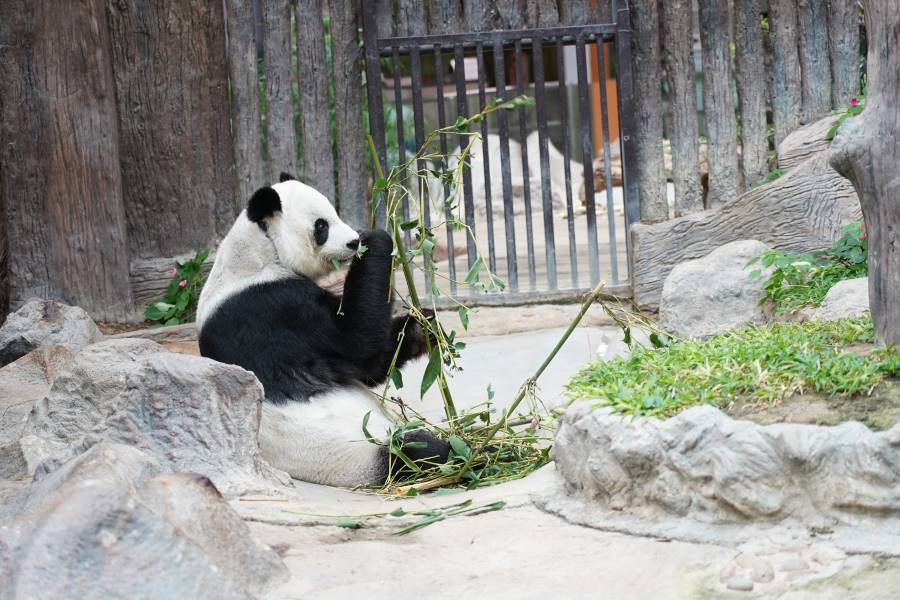 Chiang_Mai_Chiang_Mai_Zoo_1
