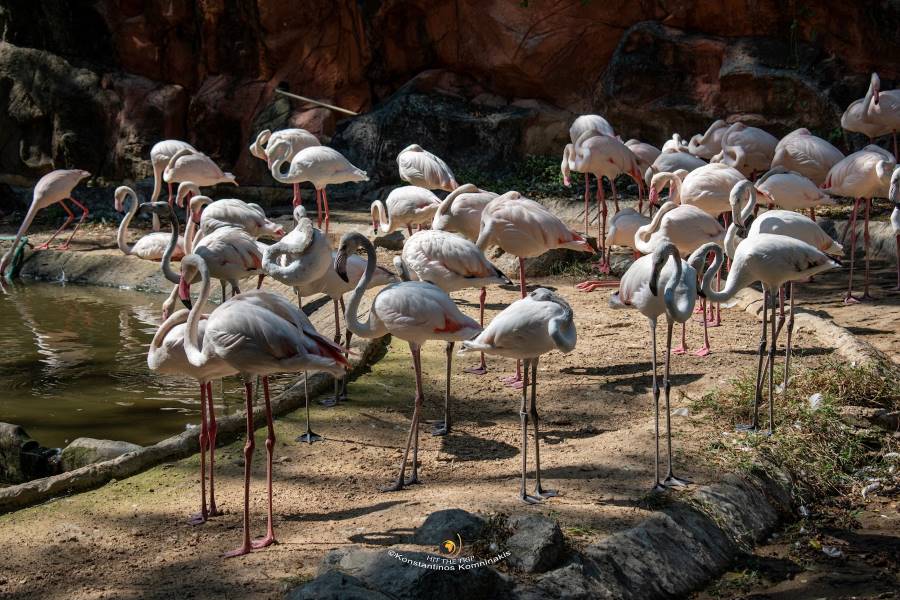Chiang_Mai_Chiang_Mai_Zoo_5