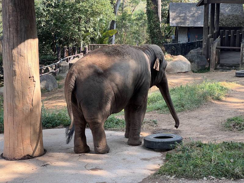 Chiang_Mai_Chiang_Mai_Zoo_6