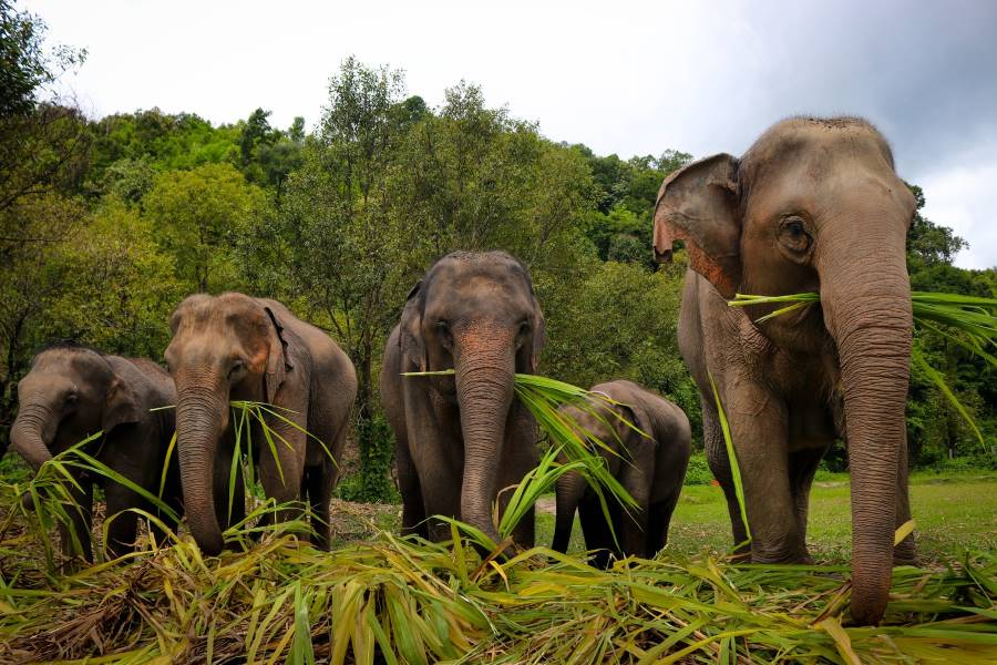 Chiang_Mai_Elephant_Jungle_Sanctuary_1