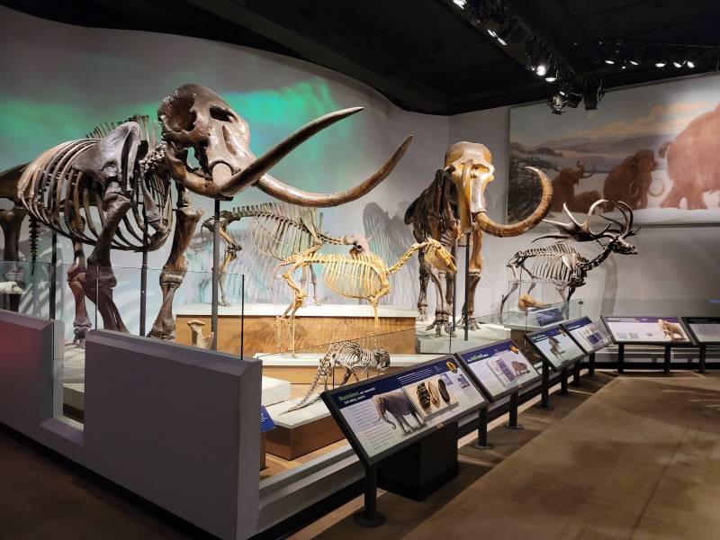 Chicago_Field_Museum_7