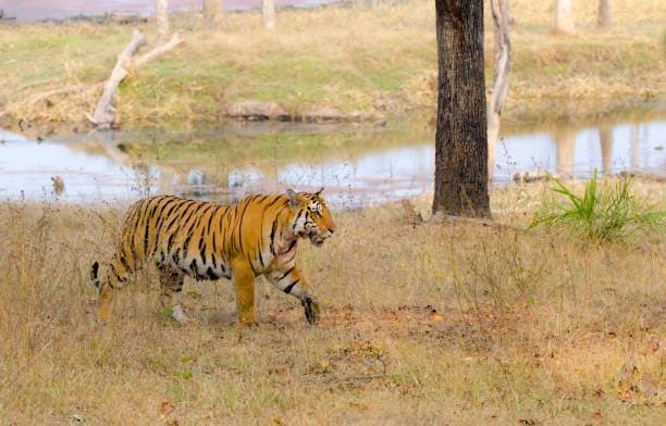 Chikhaldara_Gugamal_National_Park_2