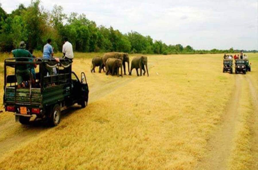 Chikhaldara_Gugamal_National_Park_3