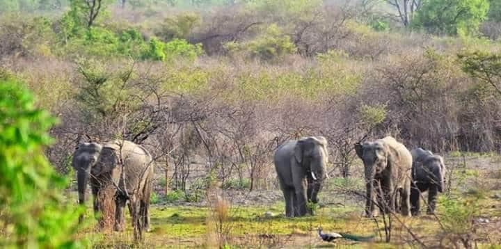 Chikhaldara_Gugamal_National_Park_4