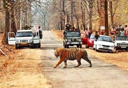 Chikhaldara_Gugamal_National_Park_6