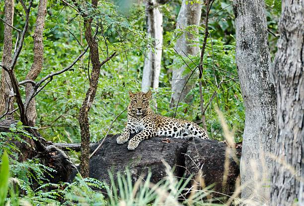 Chikhaldara_Gugamal_National_Park_7
