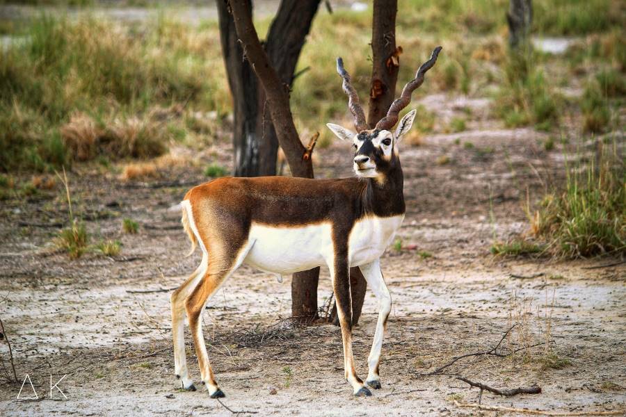 Churu_Tal_Chappar_Blackbuck_Sanctuary-Safari_2