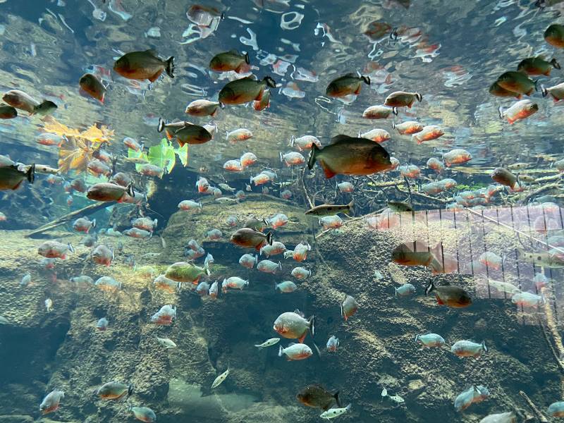 Copenhagen_Copenhagen_Blue_Planet_Aquarium_2