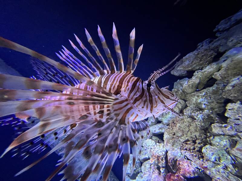 Copenhagen_Copenhagen_Blue_Planet_Aquarium_4