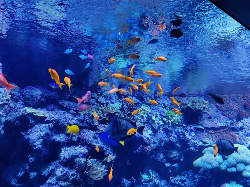 Copenhagen_Copenhagen_Blue_Planet_Aquarium_6