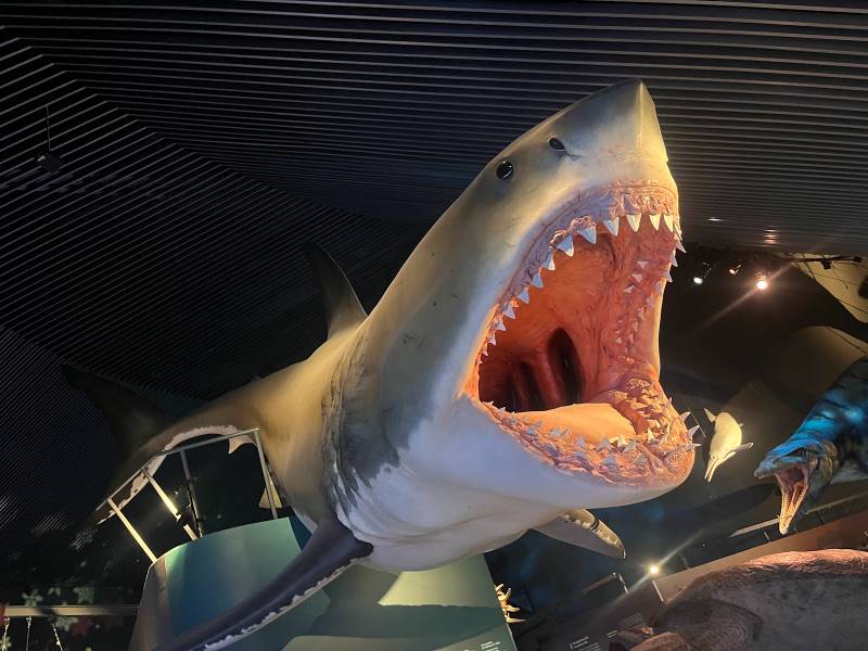 Copenhagen_Copenhagen_Blue_Planet_Aquarium_7