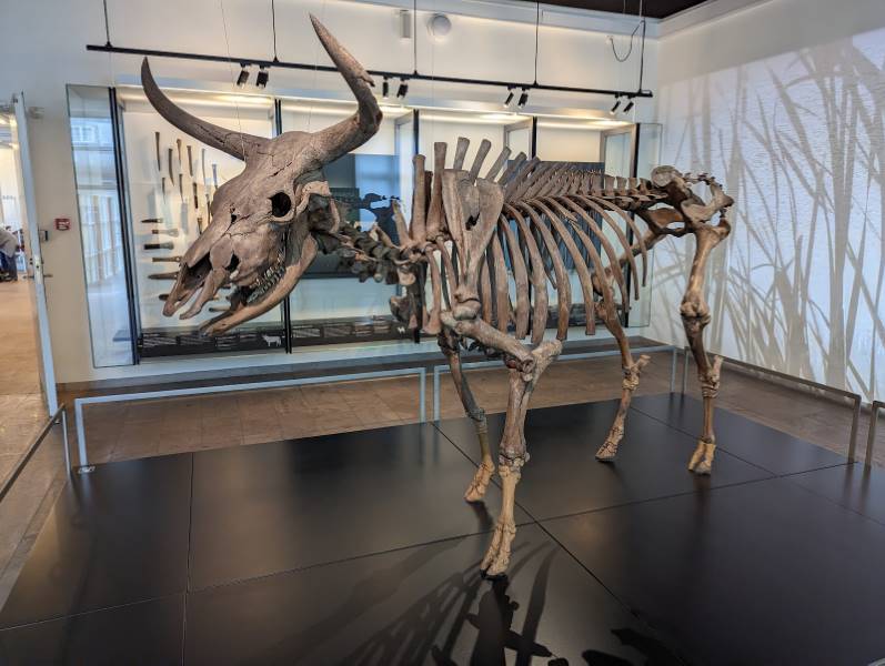 Copenhagen_National_Museum_of_Denmark_5