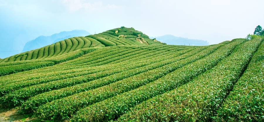 Dibrugarh_Dibrugarh_Tea_Gardens_SS_2
