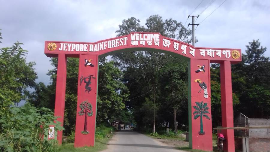 Dibrugarh_Joypur_Rainforest_1