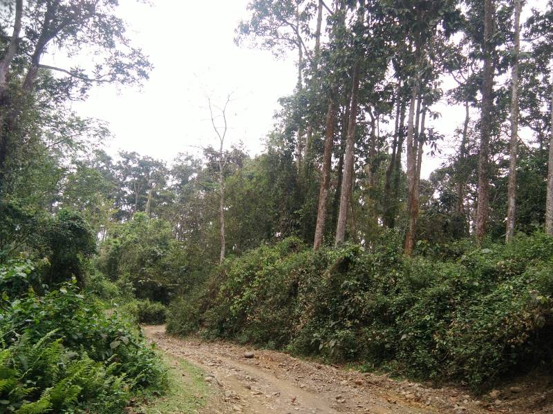 Dibrugarh_Joypur_Rainforest_3