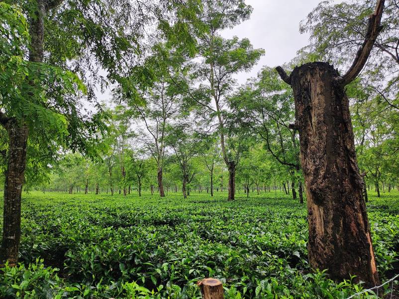 Dibrugarh_Mancotta_Tea_Estate_1
