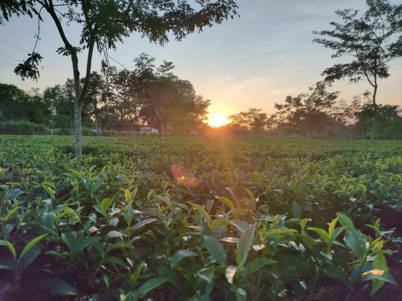Dibrugarh_Mancotta_Tea_Estate_2