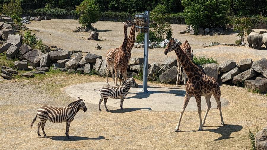 Dublin_Dublin_Zoo_2