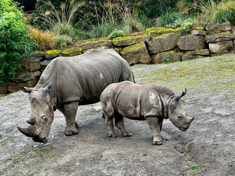 Dublin_Dublin_Zoo_5
