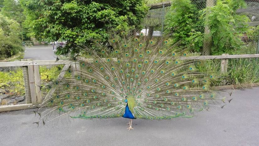 Dublin_Dublin_Zoo_9