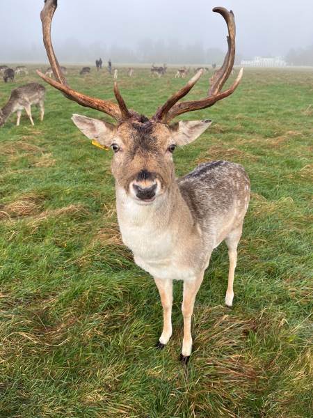 Dublin_Phoenix_Park_6