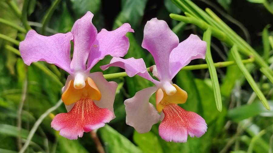 Fiji_Garden_of_the_Sleeping_Giant_10