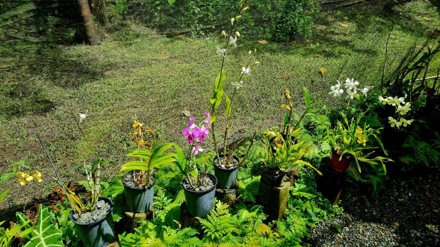 Fiji_Garden_of_the_Sleeping_Giant_4