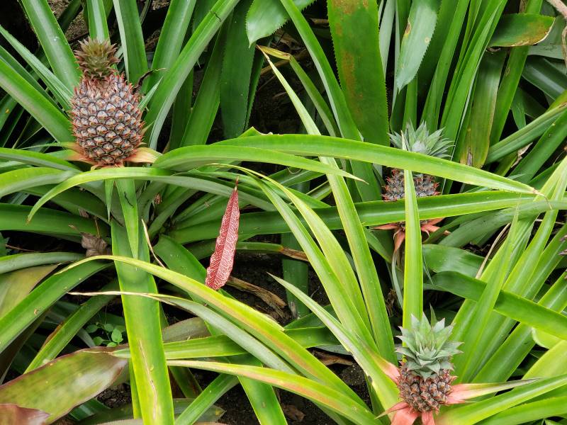 Fiji_Garden_of_the_Sleeping_Giant_9