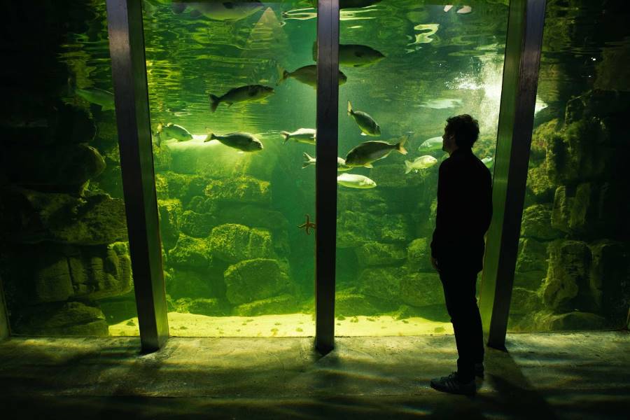 Galway_National_Aquarium_of_Ireland_2