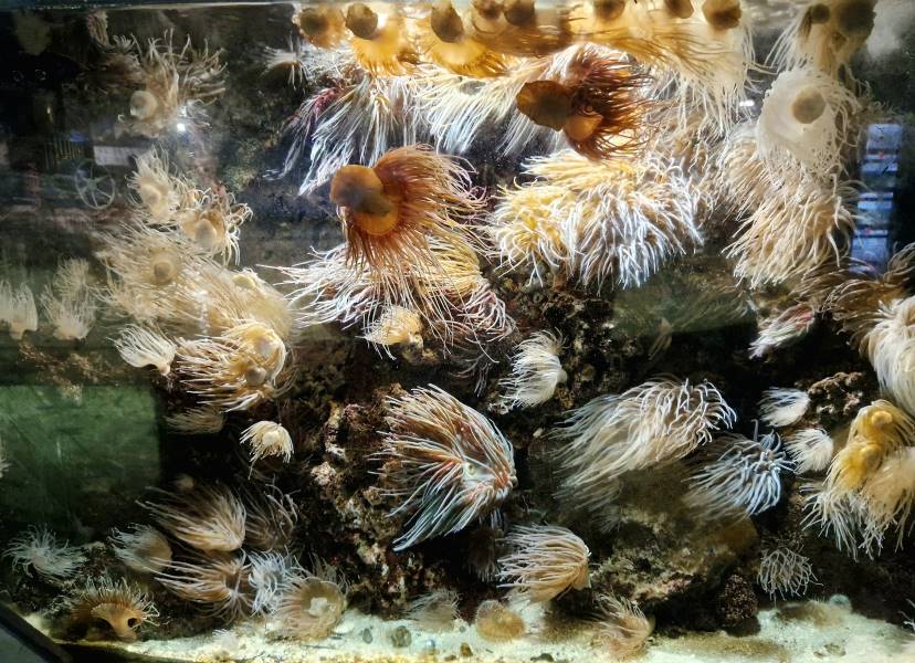 Galway_National_Aquarium_of_Ireland_5