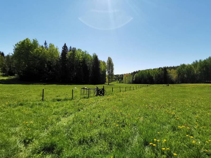 Helsinki_Nuuksio_National_Park_10