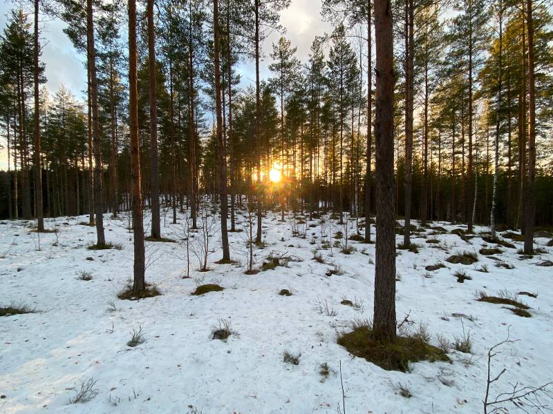 Helsinki_Nuuksio_National_Park_9