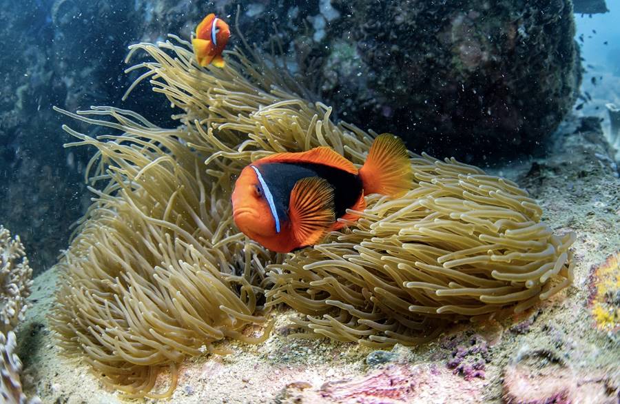 Hoi_An_Snorkelling_at_Cham_Island_8