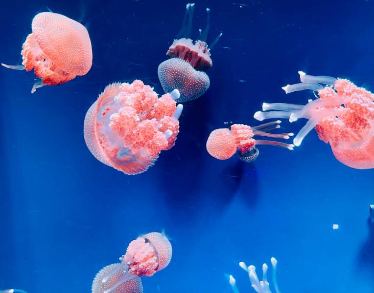 Jakarta_Jakarta_Aquarium_and_Safari_1