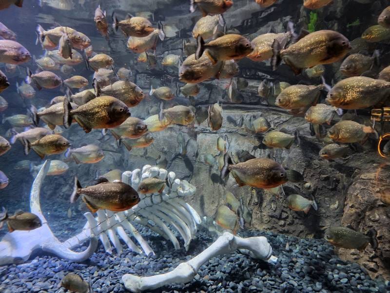 Jakarta_Jakarta_Aquarium_and_Safari_3