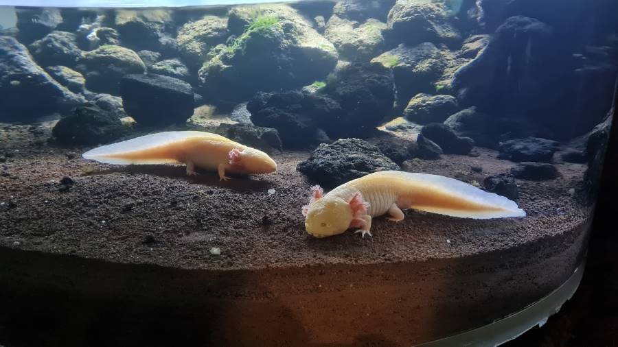 Jakarta_Jakarta_Aquarium_and_Safari_6