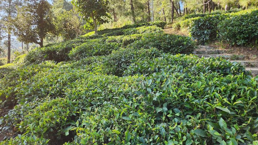 Kausani_Kausani_Tea_Estate_1