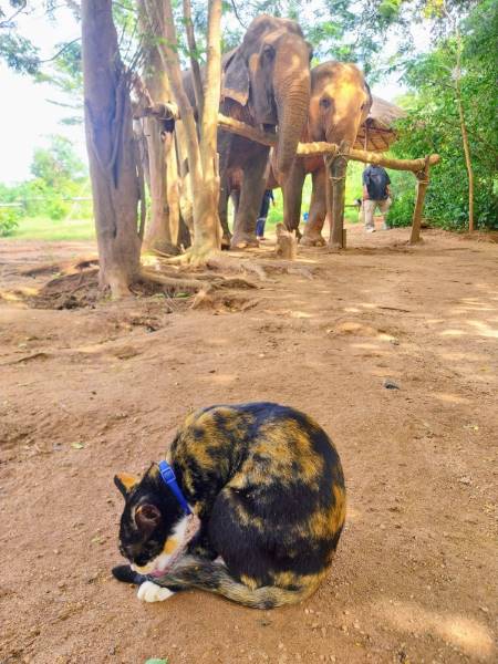 Koh_Samui_Samui_Elephant_Sanctuary_Tour_10