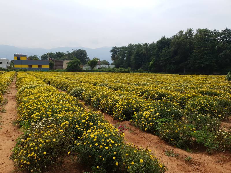Kotagiri_Gudalur_2