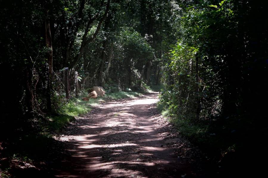 Kotagiri_Longwood_Shola_2