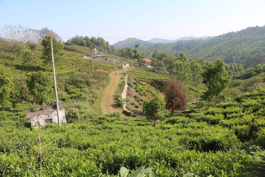Kotagiri_Longwood_Shola_3