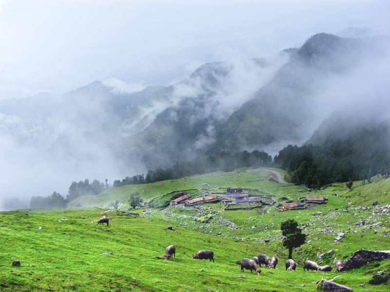 Lachung_Chopta_Valley_2