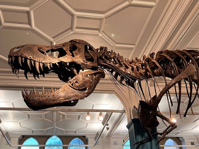 Manchester_Manchester_Museum_2