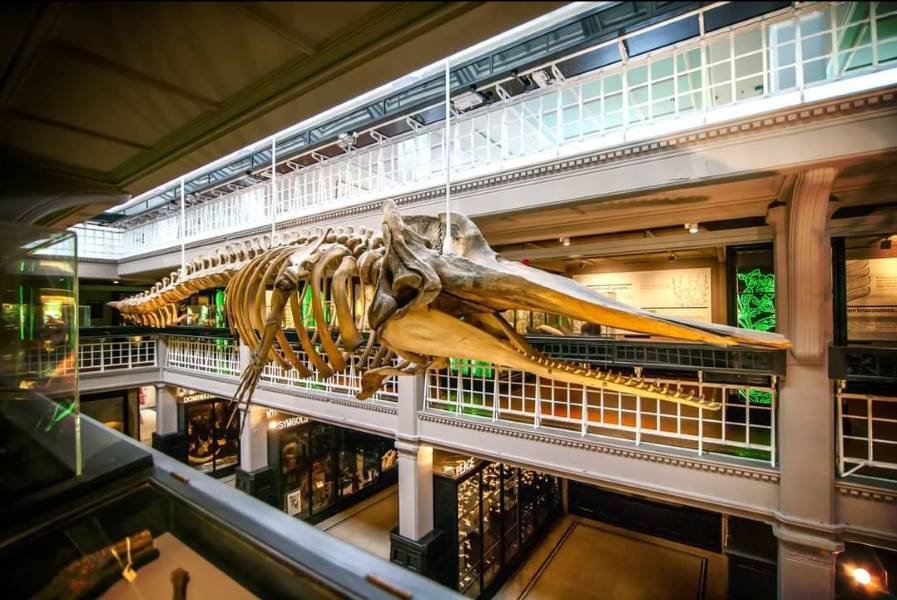 Manchester_Manchester_Museum_5