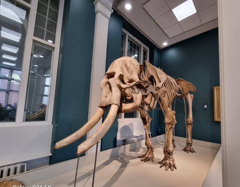 Manchester_Manchester_Museum_6