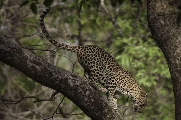 Nahan_Nahan_Simbalbara_National_Park_5
