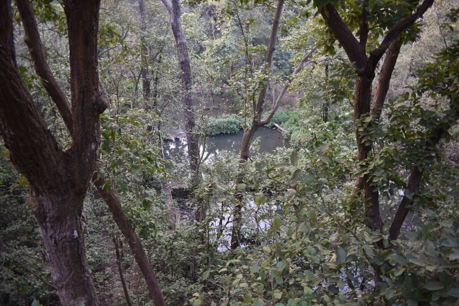 Nahan_Nahan_Simbalbara_National_Park_6