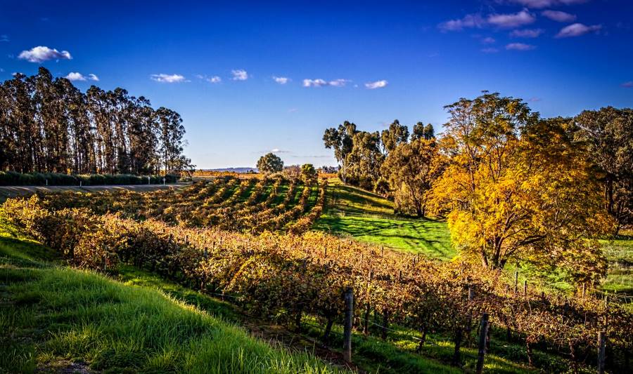 Perth_Swan_Valley_2