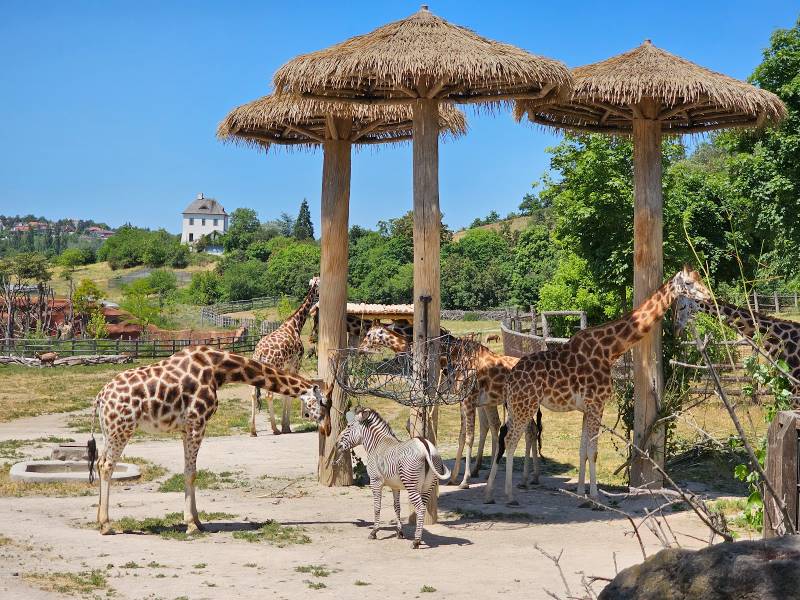 Prague_Prague_Zoo_2